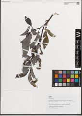 Foto von Salix L.